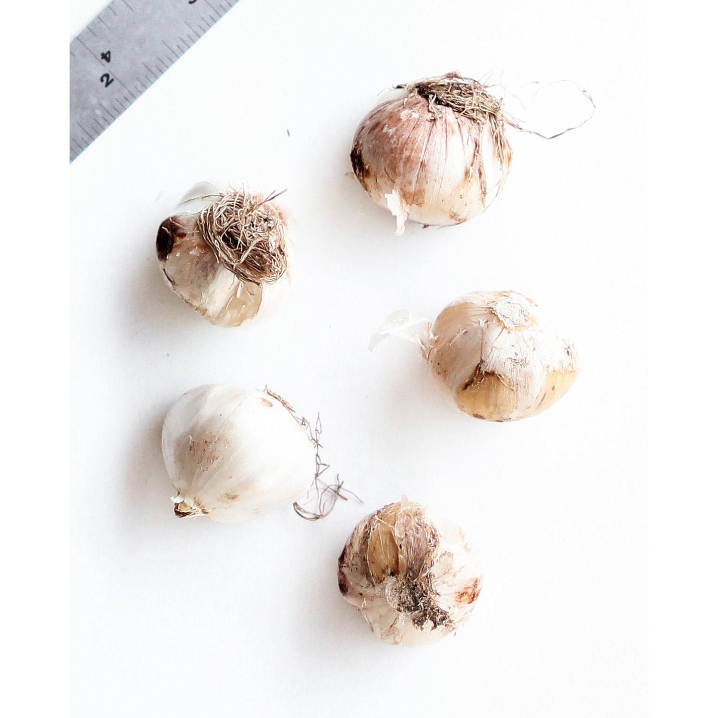 Graceful Beauty® Allium - 5 bulbs