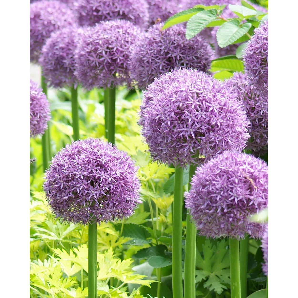 Ambassador Allium - 1 bulb