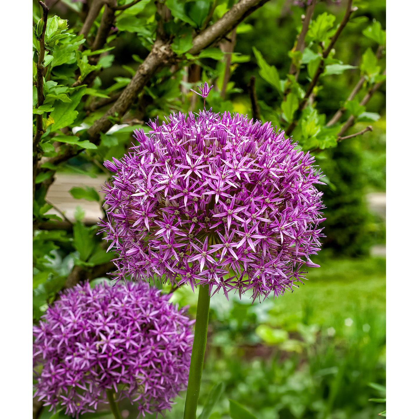Ambassador Allium - 1 bulb