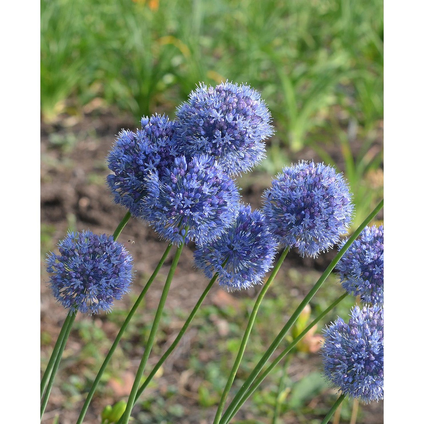 Caeruleum Allium - 5 bulbs