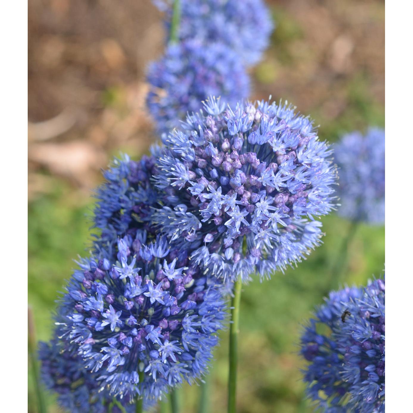 Caeruleum Allium - 5 bulbs