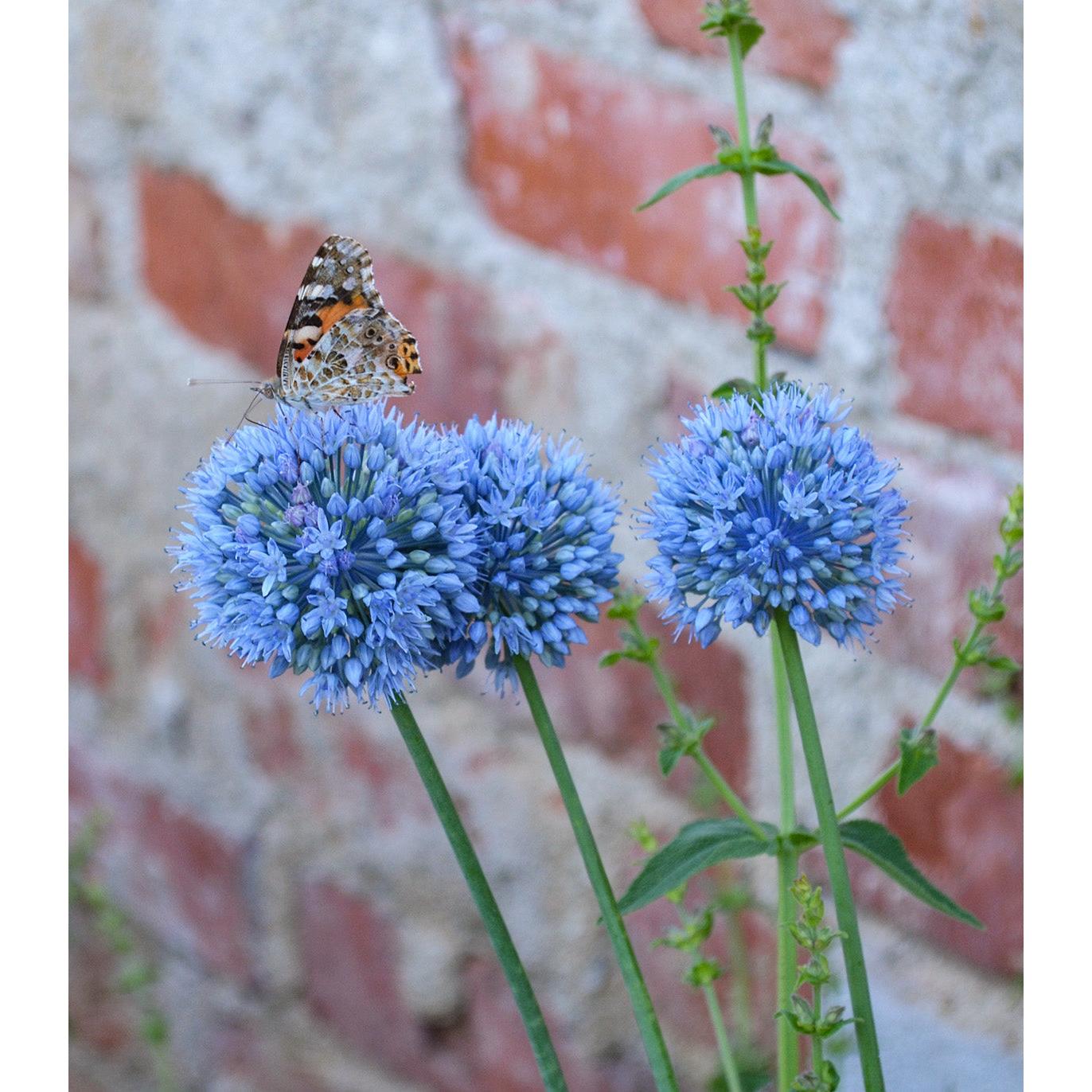 Caeruleum Allium - 5 bulbs