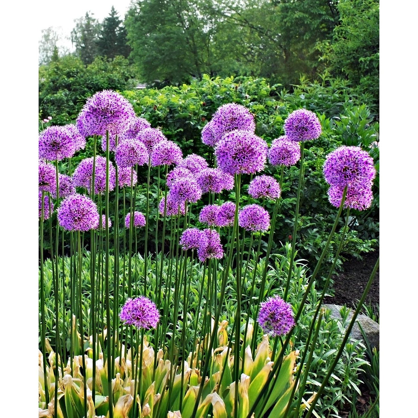 Giganteum Allium - 3 bulbs