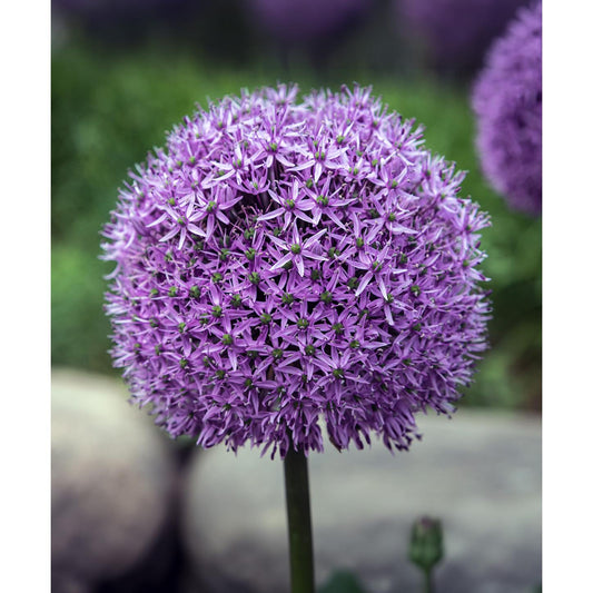 Gladiator Allium - 3 bulbs