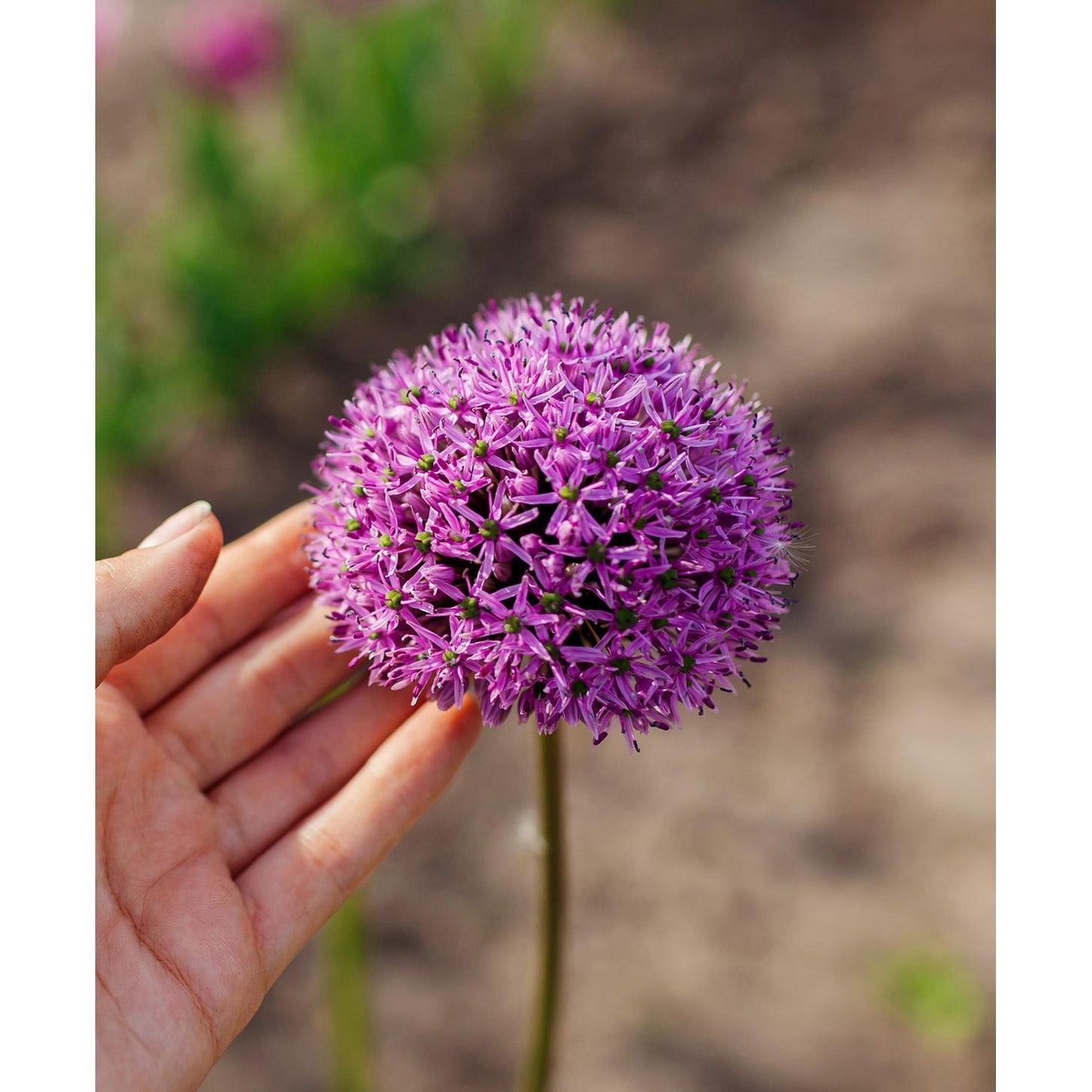 Gladiator Allium - 3 bulbs