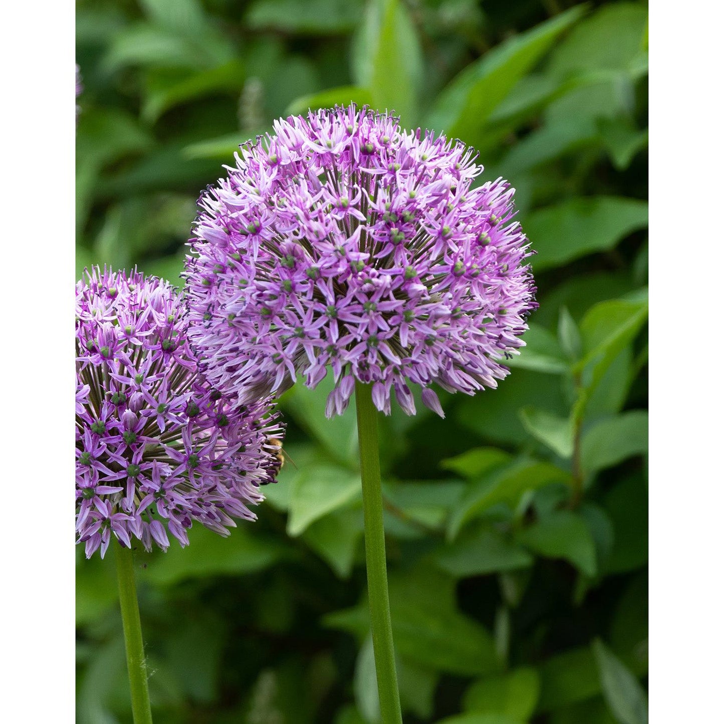 Globemaster Allium - 3 bulbs