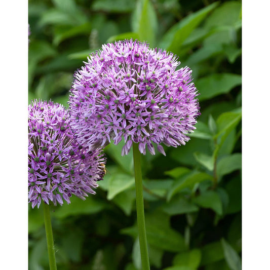 Globemaster Allium - 3 bulbs