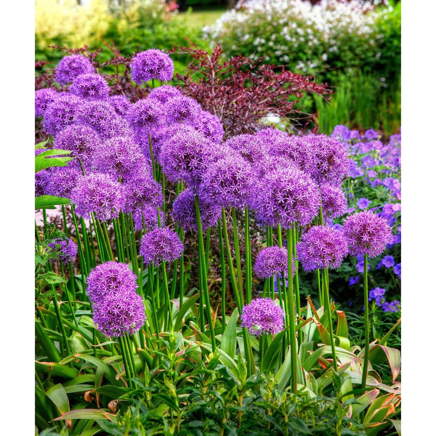 Globemaster Allium - 3 bulbs