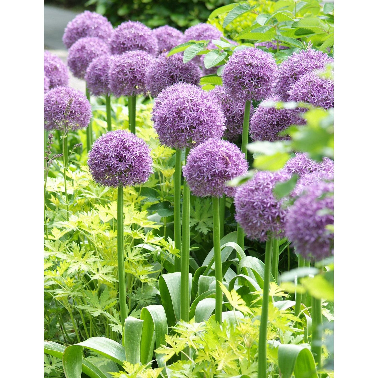 Globemaster Allium - 3 bulbs