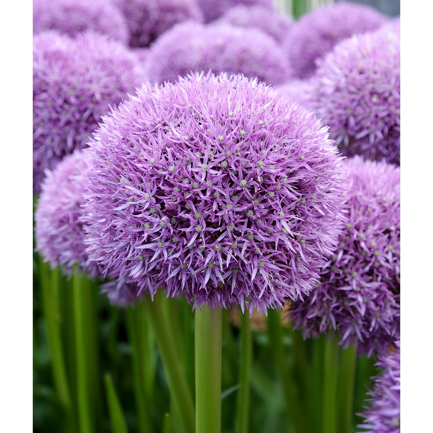 Pinball Wizard Allium - 1 bulb