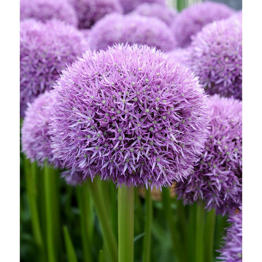 Pinball Wizard Allium - 1 bulb