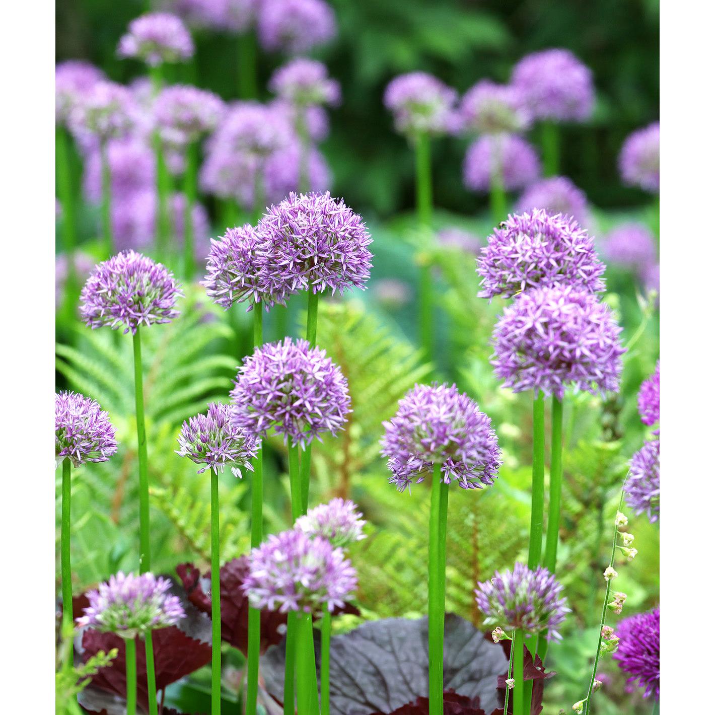 Pinball Wizard Allium - 1 bulb