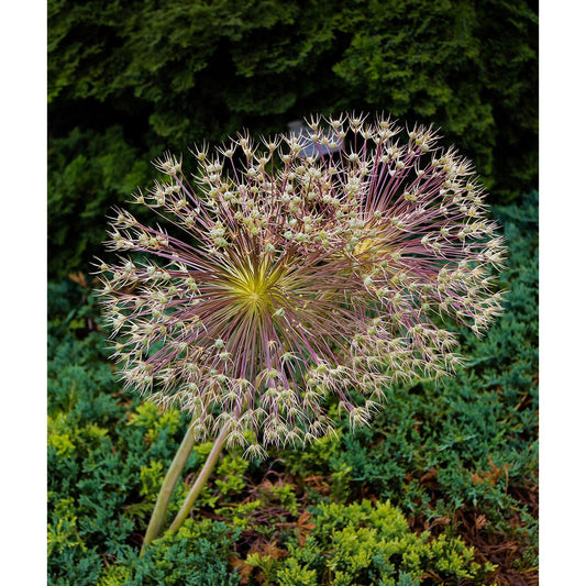 Schubertii Allium - 3 bulbs