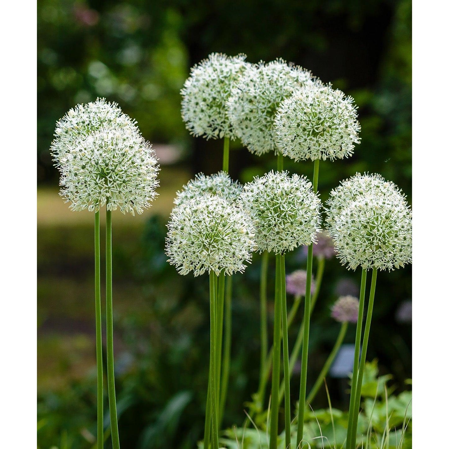 White Giant Allium - 3 bulbs