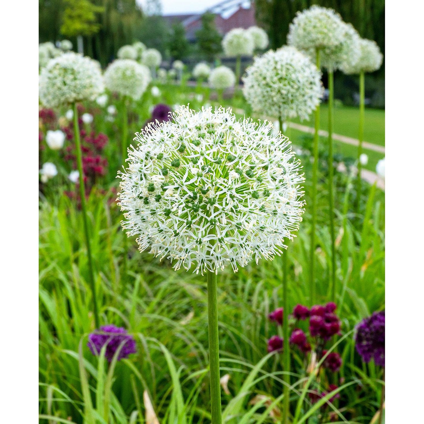 White Giant Allium - 3 bulbs