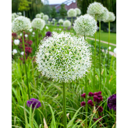 White Giant Allium - 3 bulbs