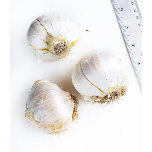 Globemaster Allium - 3 bulbs