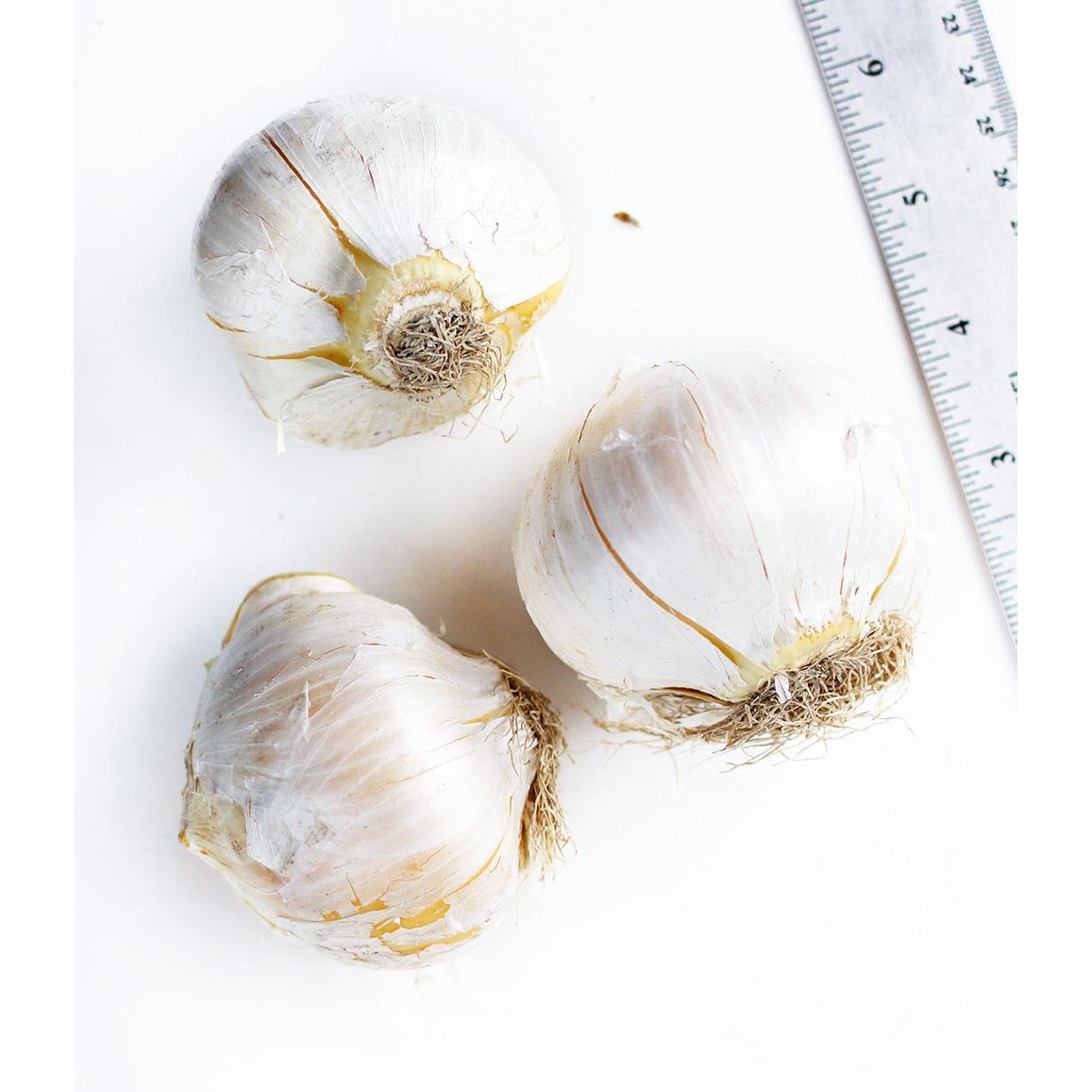 Giganteum Allium - 3 bulbs