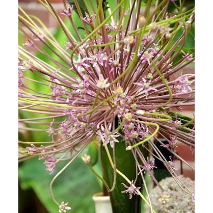 Schubertii Allium - 3 bulbs