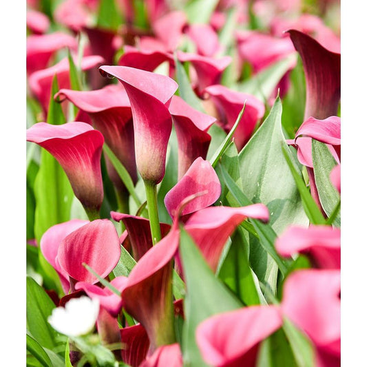 Allure Calla Lily - 3 tubers