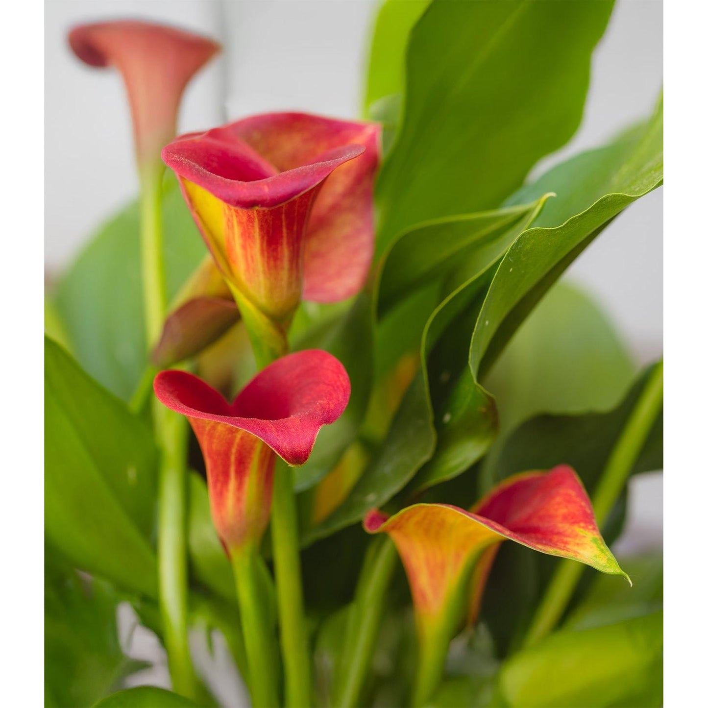 Allure Calla Lily - 3 tubers
