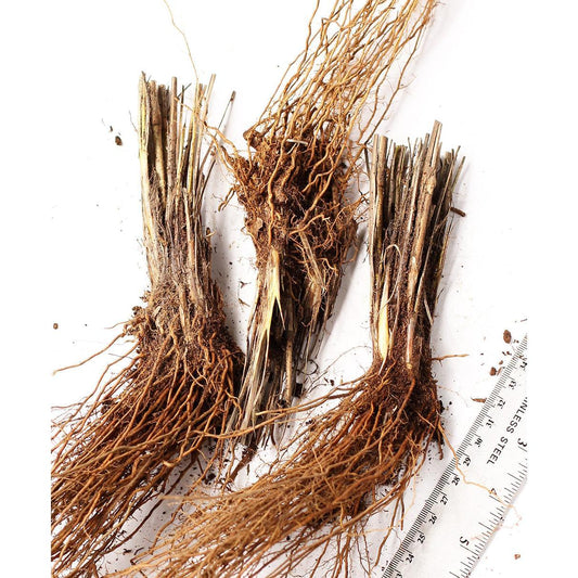 Alopecuroides Fountain Grass - 3 bareroot plants