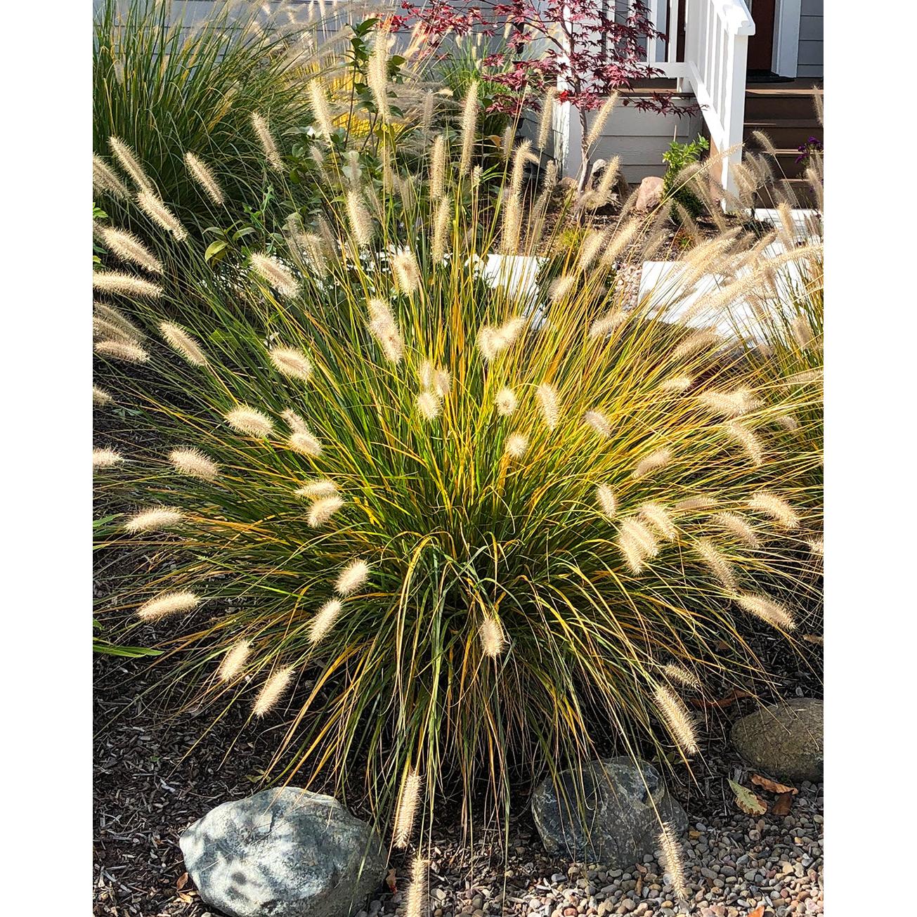 Alopecuroides Fountain Grass - 3 bareroot plants