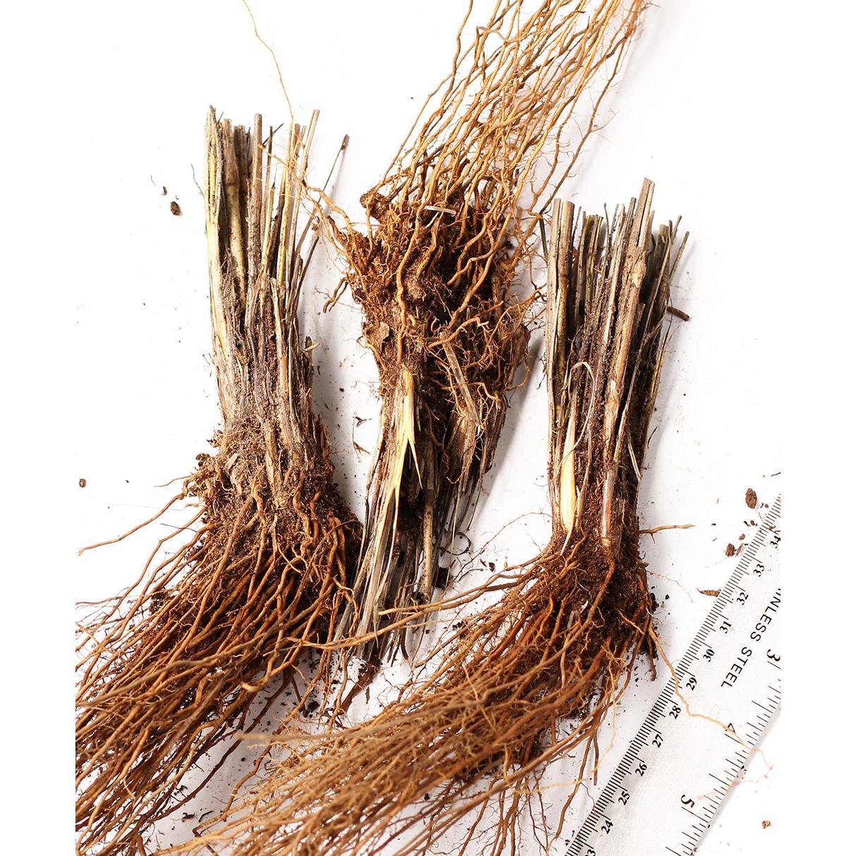 Alopecuroides Fountain Grass - 3 bareroot plants