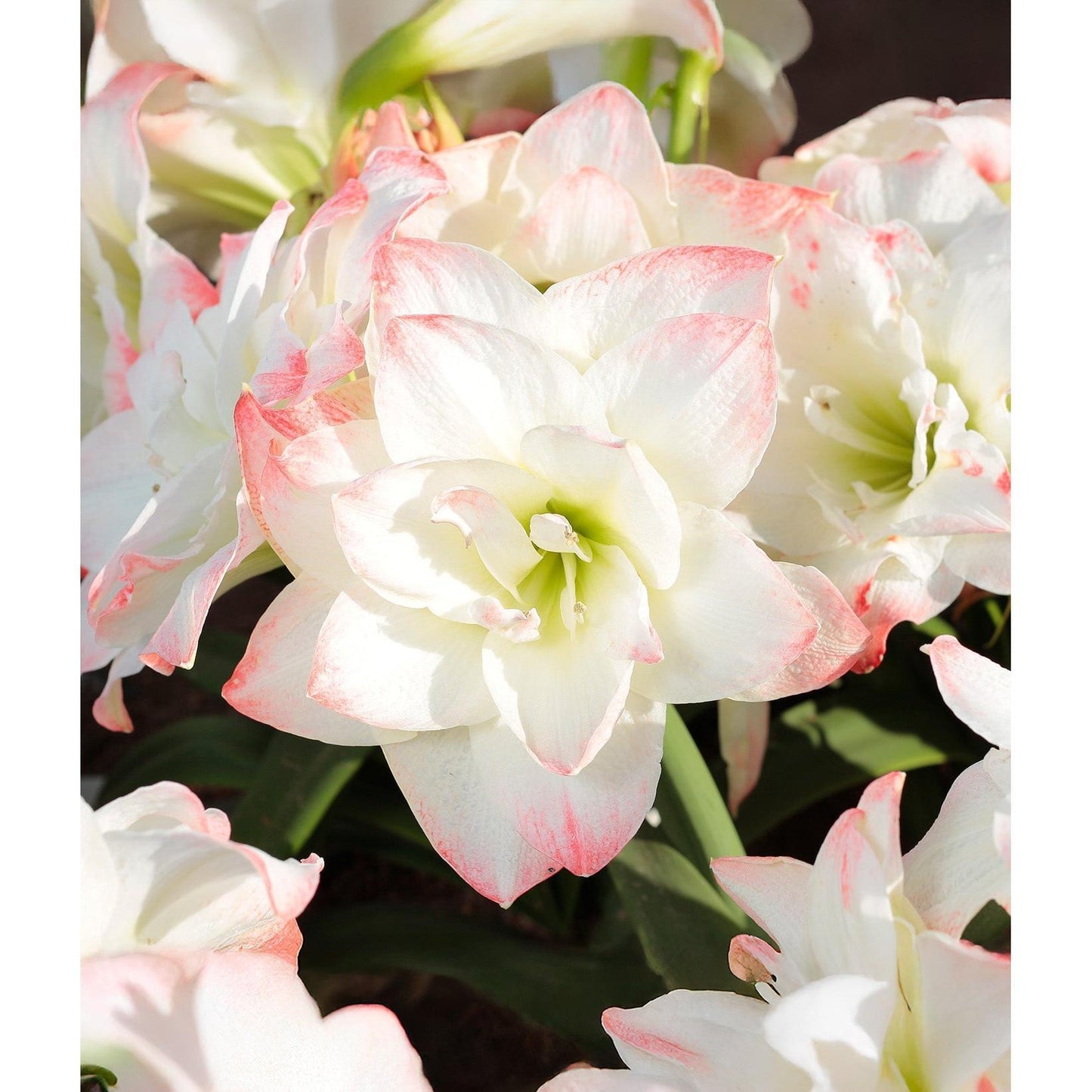 Amadeus Amaryllis - 28-32 cm bulb