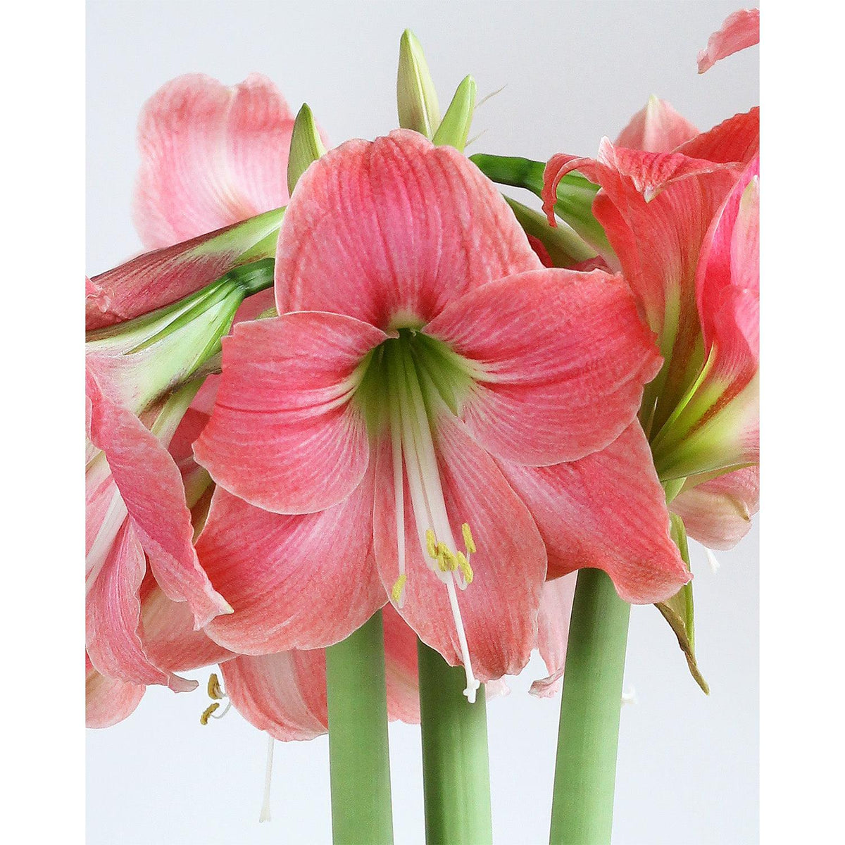 Amalfi® Sonata Amaryllis - 20-24 cm bulb