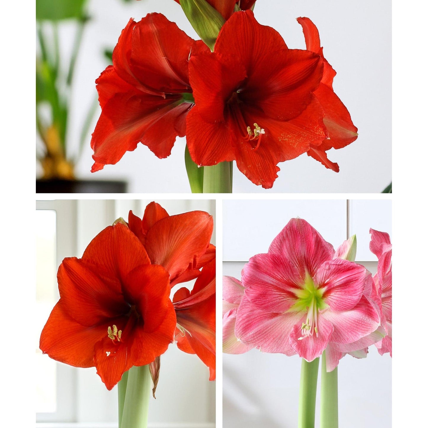 Amaryllis 3-Pack: Pink/Red/Red