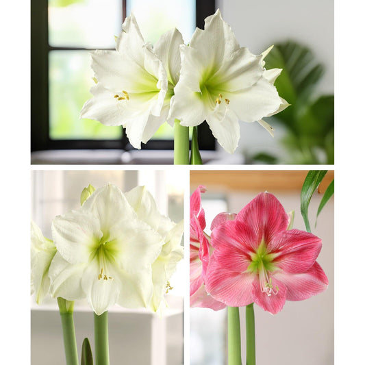 Amaryllis 3-Pack: Pink/White/White