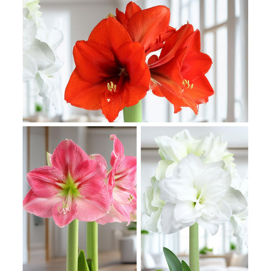 Amaryllis 3-Pack: Red/Pink/White