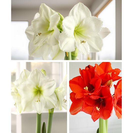 Amaryllis 3-Pack: Red/White/White