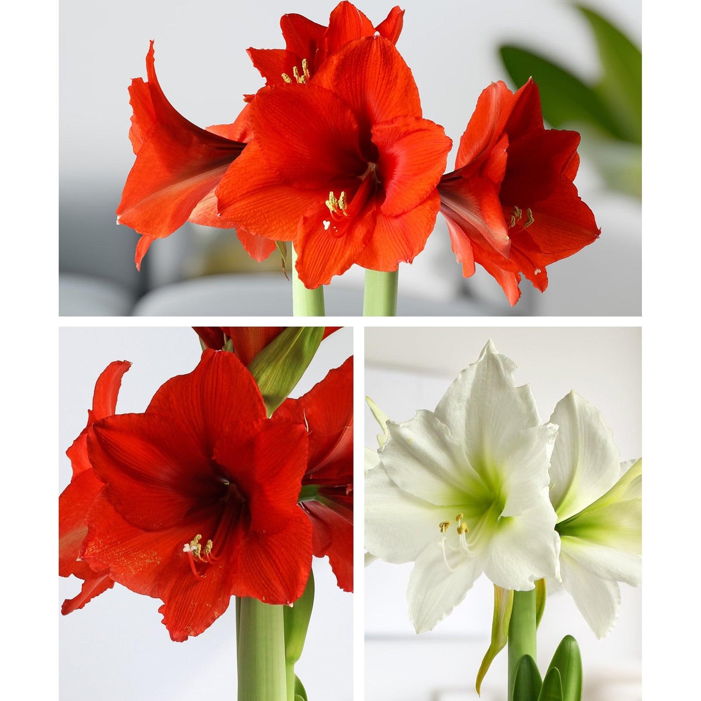 Amaryllis 3-Pack: White/Red/Red