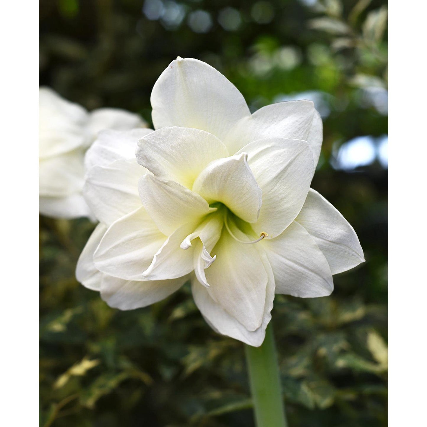Alfresco® Sonata Amaryllis