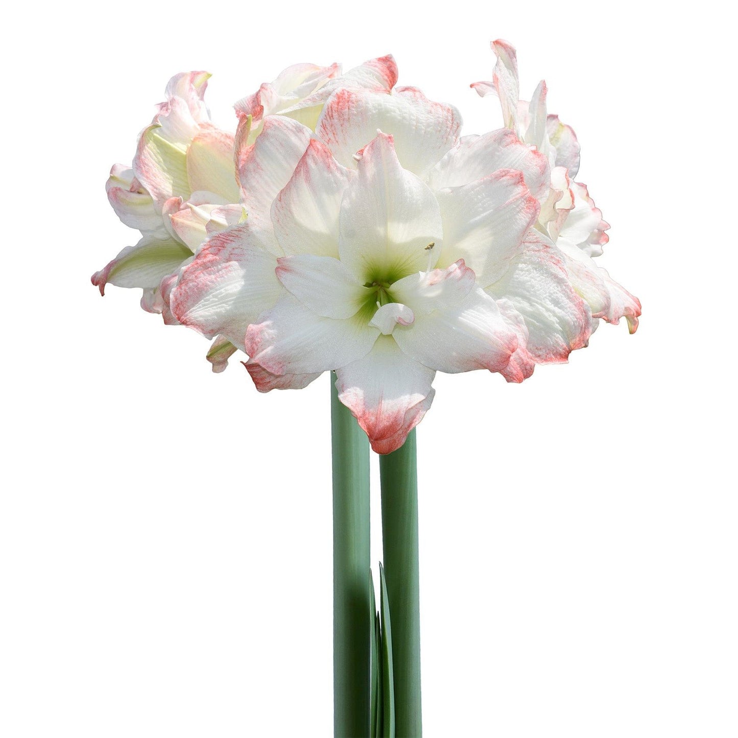 Amadeus Amaryllis - 28-32 cm bulb