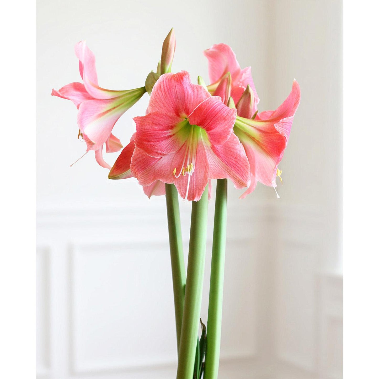 Amalfi® Sonata Amaryllis - 20-24 cm bulb