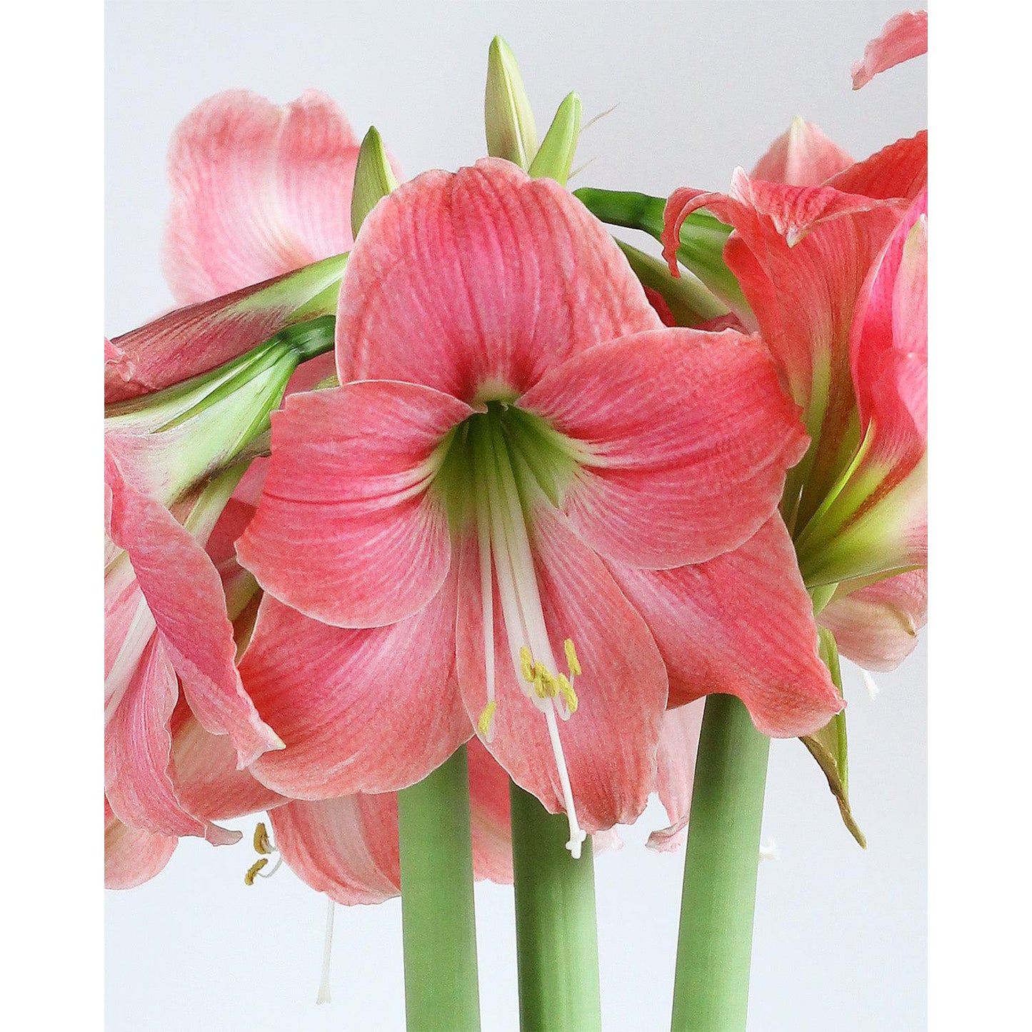 Amalfi® Sonata Amaryllis - 20-24 cm bulb