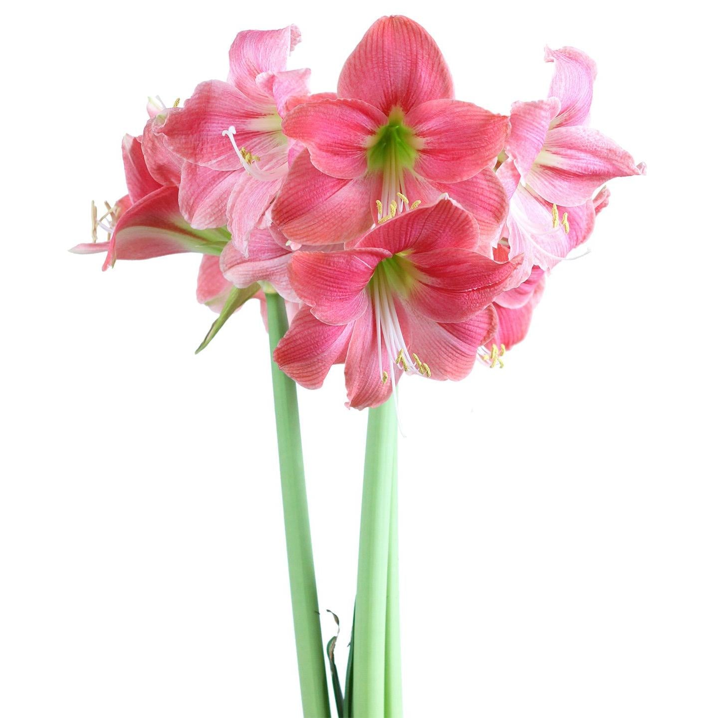 Amalfi® Sonata Amaryllis - 20-24 cm bulb