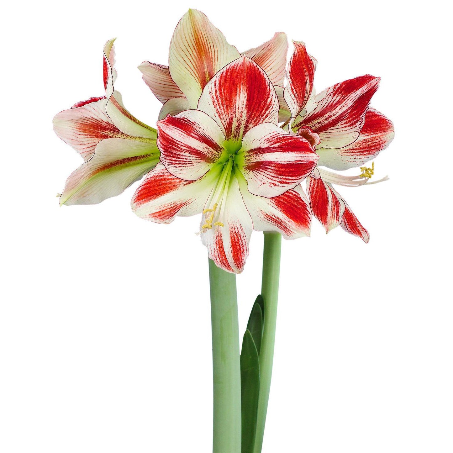 Ambiance Amaryllis - 22-26 cm bulb