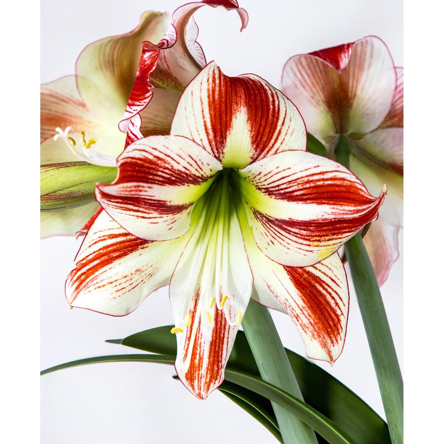 Ambiance Amaryllis - 22-26 cm bulb