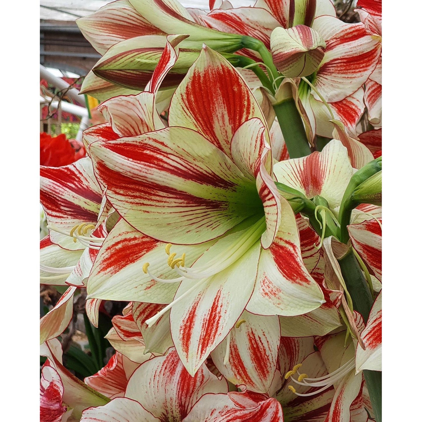 Ambiance Amaryllis - 22-26 cm bulb