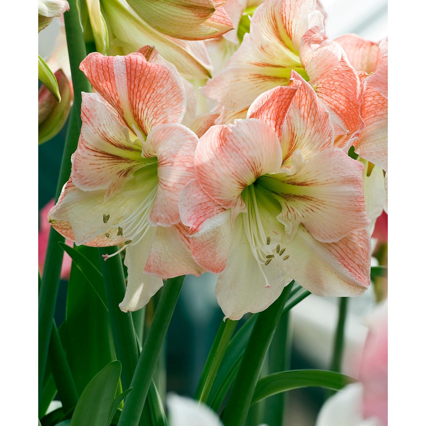 Apple Blossom Amaryllis - 20-22 cm bulb