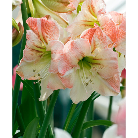 Apple Blossom Amaryllis - 20-22 cm bulb