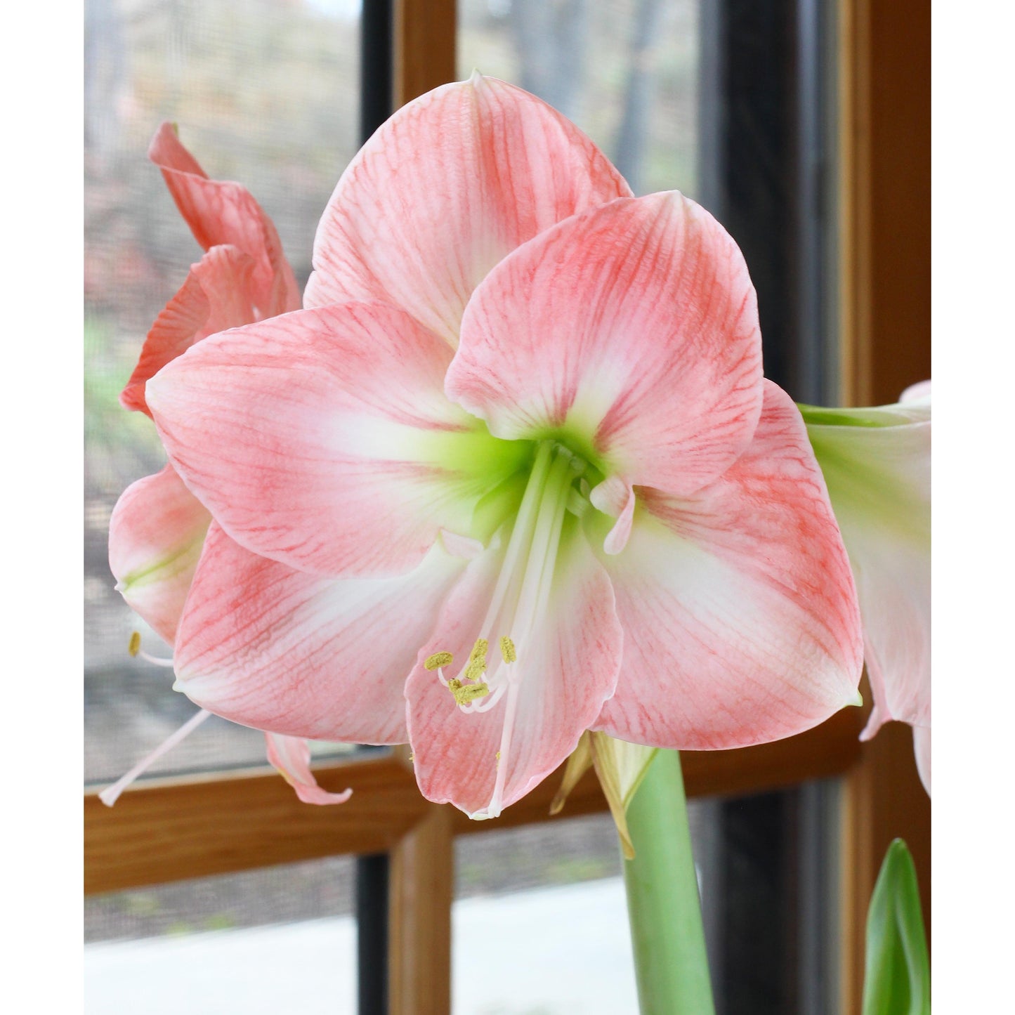 Apple Blossom Amaryllis - 20-22 cm bulb