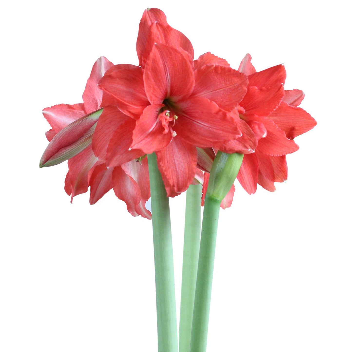 Ballerina® Sonatini Amaryllis