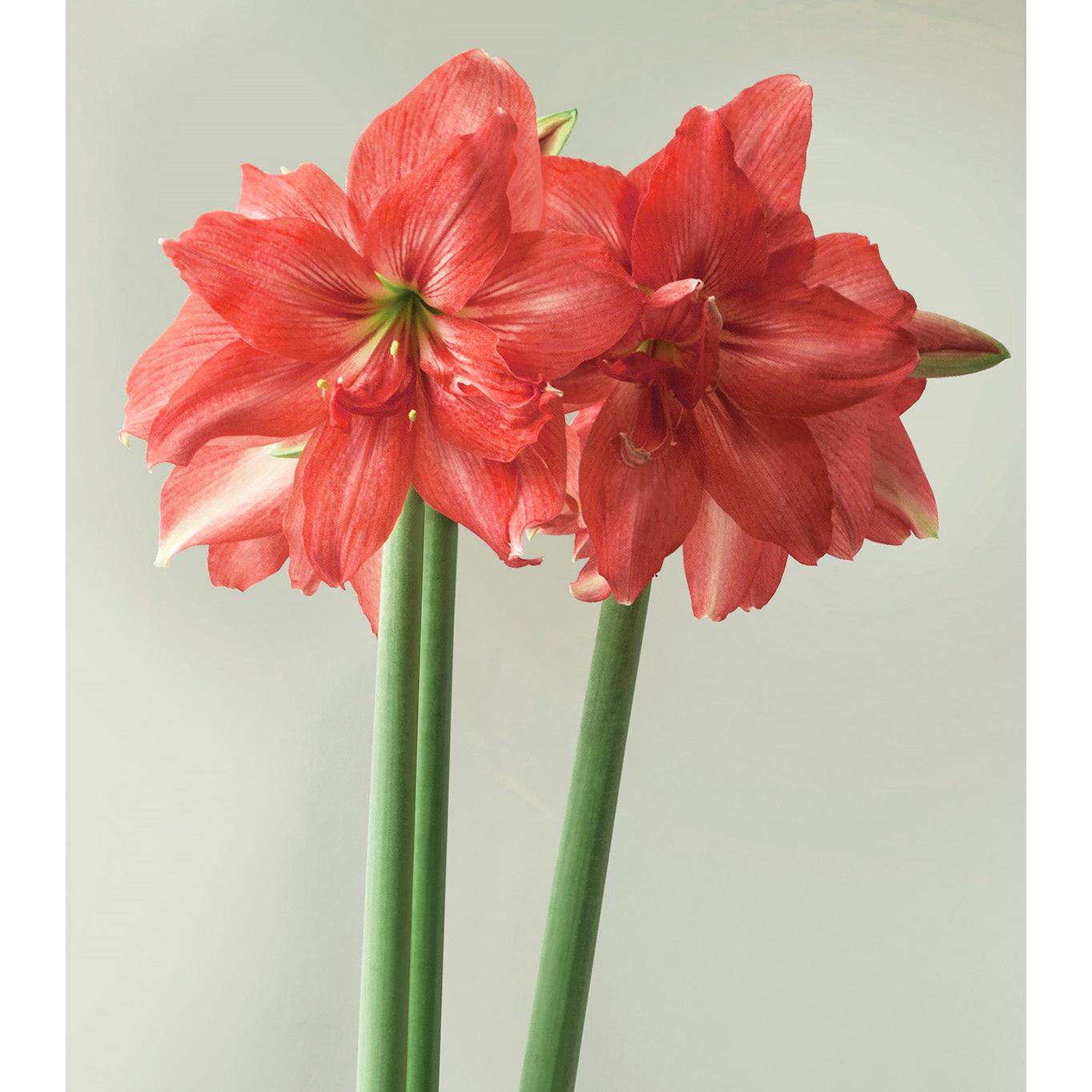 Ballerina® Sonatini Amaryllis
