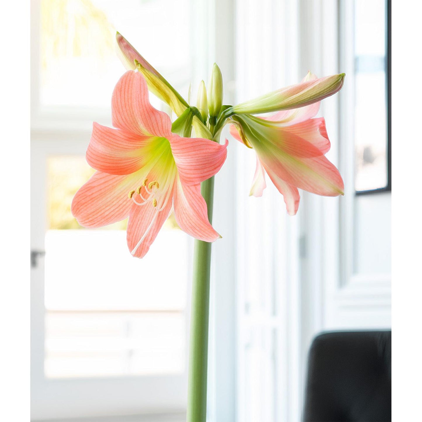 Belladonna® Sonatini Amaryllis