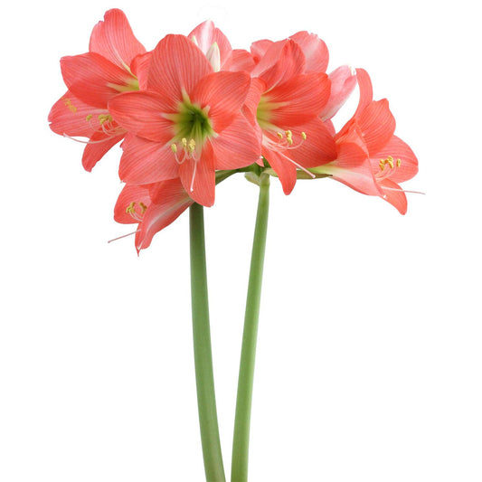 Belladonna® Sonatini Amaryllis